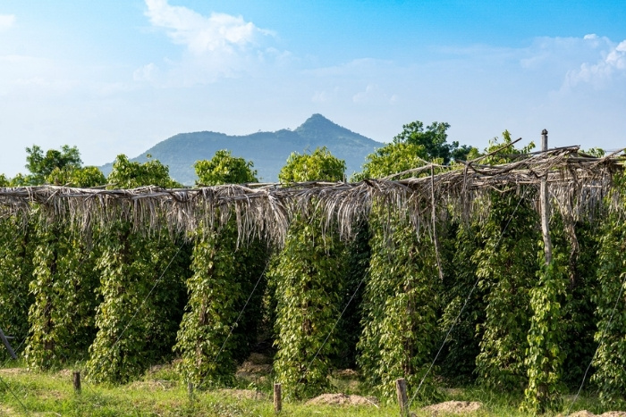 Kampot in January