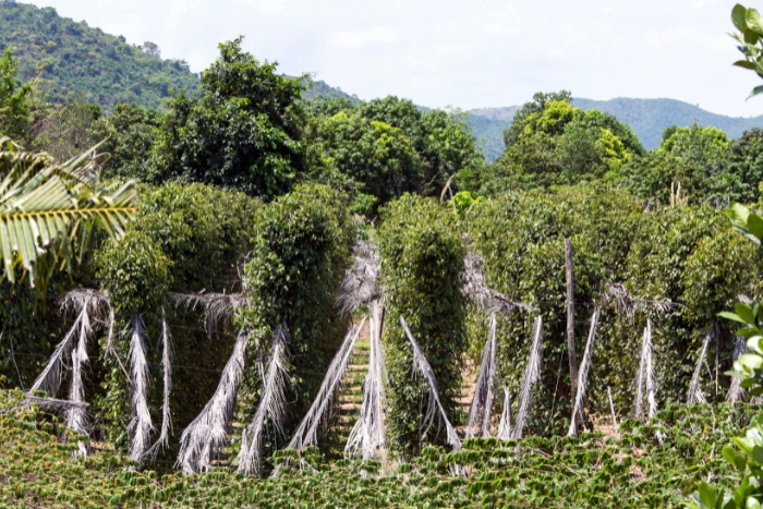 What to do in Cambodia in July? Pepper plantations in Kampot