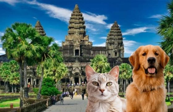 Traveling With Pets To Cambodia - Documents And Tips