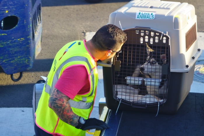 IATA-compliant pet carrier approved for air travel