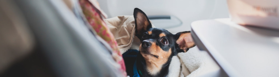 Traveling with pets to Cambodia