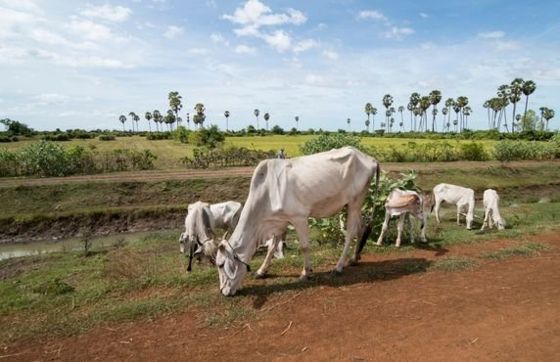 What To Do On A Weekend Farm Tour In Cambodia?
