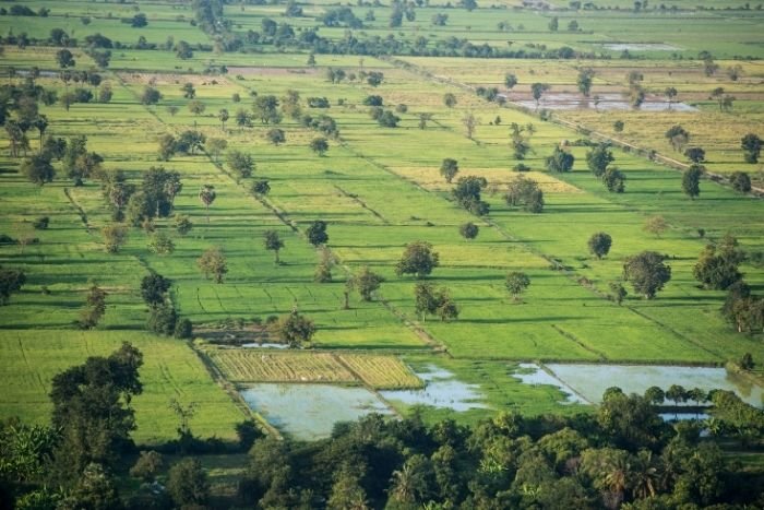 Explore the crops that sustain the rural communities of Battambang 