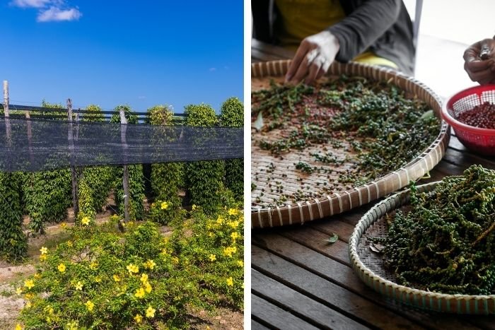 Share a moment with the farmers who grow Kampot&rsquo;s famous pepper 