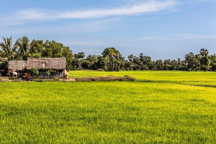 Discover another side of Siem Reap between rice fields and small rural villages 