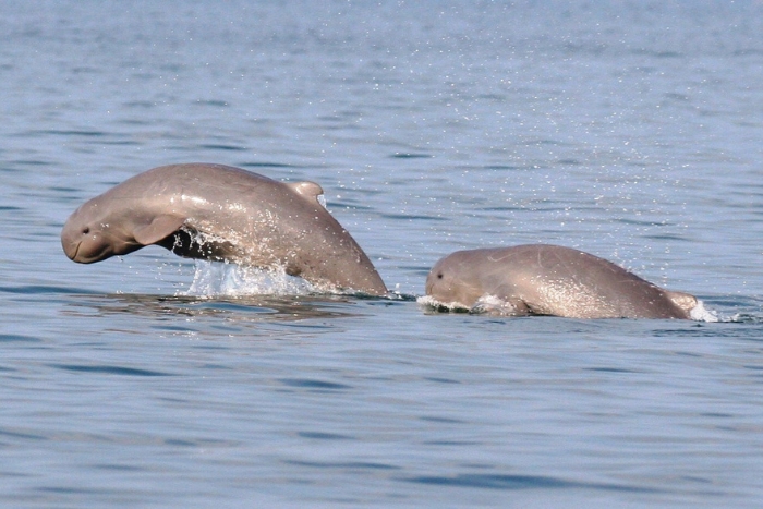 Irrawaddy freshwater dolphins at Khone Phapheng Falls