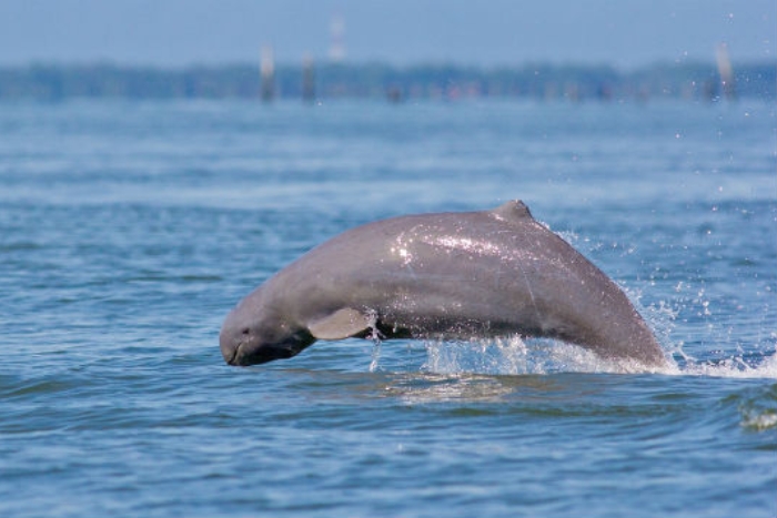 See dolphins in Si Phan Don
