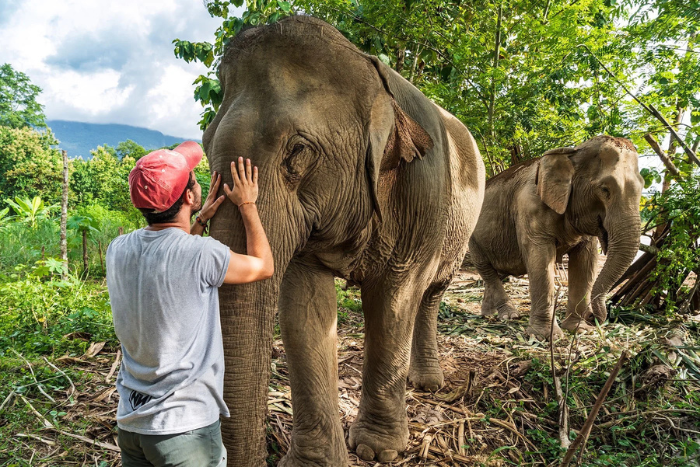 I had a truly fascinating experience with the elephants at Mandalao Elephant Conservation
