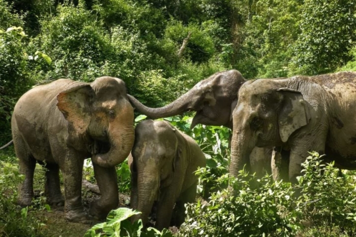 Ethical encounter with elephants – a sweet moment of the solo female trip to Laos