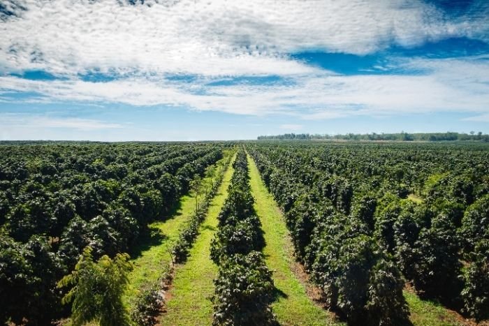 Enjoy a peaceful walk through the coffee plantations of the Bolaven Plateau