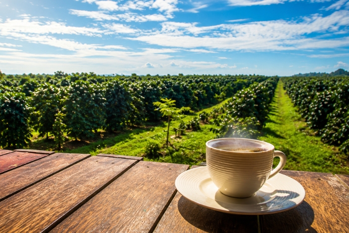 Coffee tasting on the Bolaven Plateau