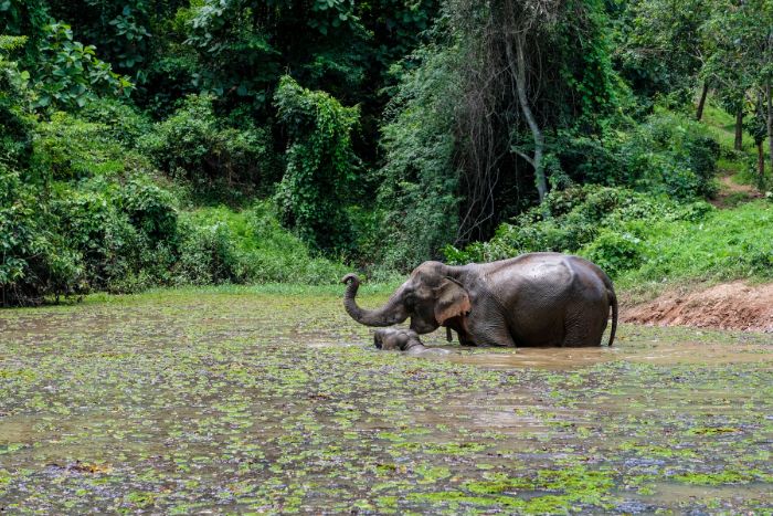 The festival aims to honor the elephant - the symbolic animal of Laos.