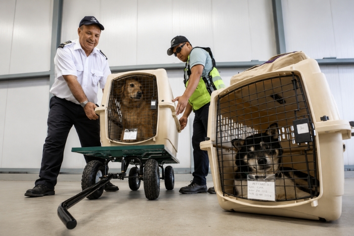 Checks to prepare for when arriving in Laos with pet