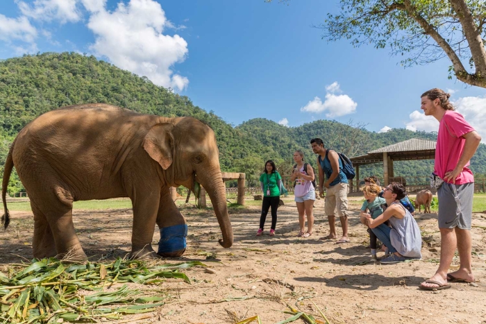Thailand 1 week: an unforgettable half-day with the elephants of Chiang Mai