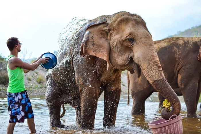Meet the elephants in the wild: an unforgettable 1-week experience in Thailand