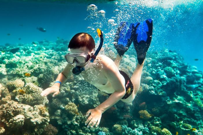 Discover marine life while diving in Ko Tao