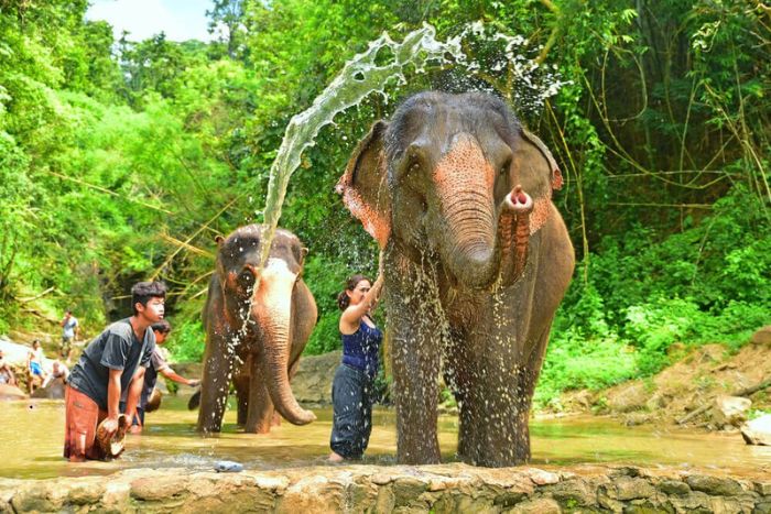 Elephant bathing activity during our 10-day trip to Thailand!