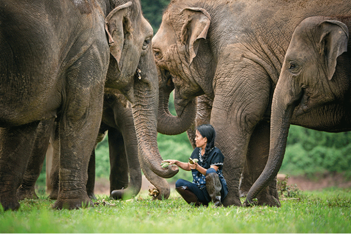 National Elephant Day in Thailand