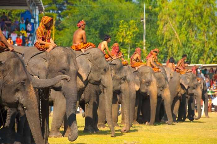 Surin Elephant Round-up is a must-see event and one of the unique things to do in Thailand in November