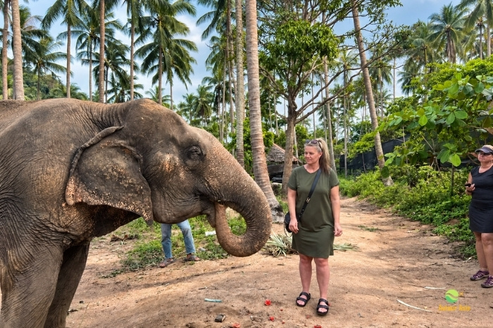 A special moment with elephants at the Elephant Jungle Sanctuary in Chiang Mai