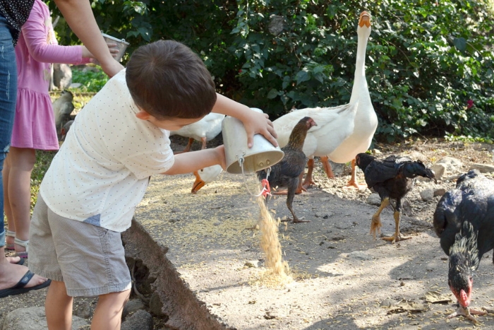 Feeding the animals