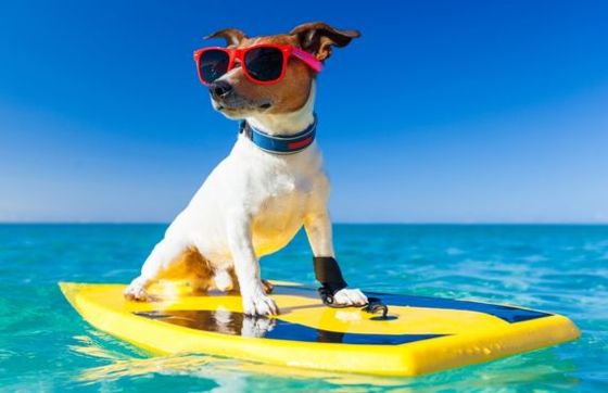 Top 6 Best Pet-friendly Hotels In Thailand