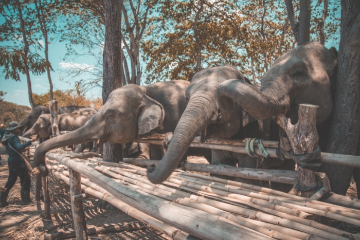 Phuket Elephant Sanctuary, for animal lovers