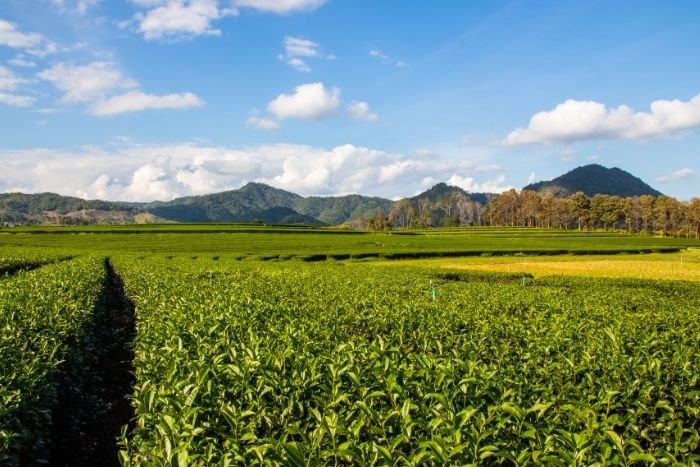 From coffee plantations to tea fields, discover another side of Chiang Rai