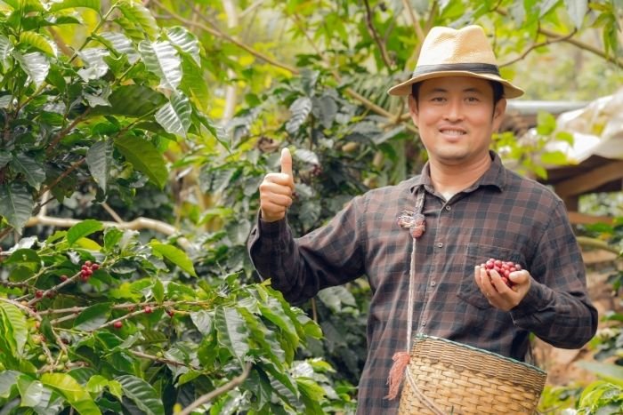 Experience coffee harvesting alongside local farmers