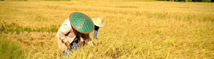 New agritourism trends in Thailand offer a different way to travel