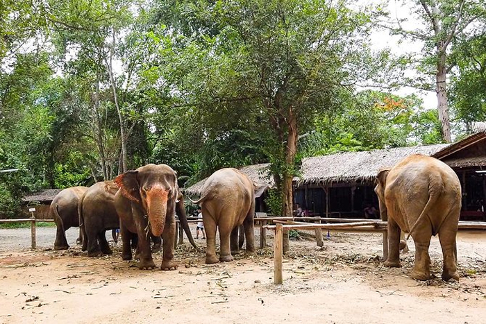 A day with the elephants at Elephant Haven