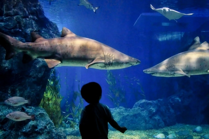 Rayong Aquarium