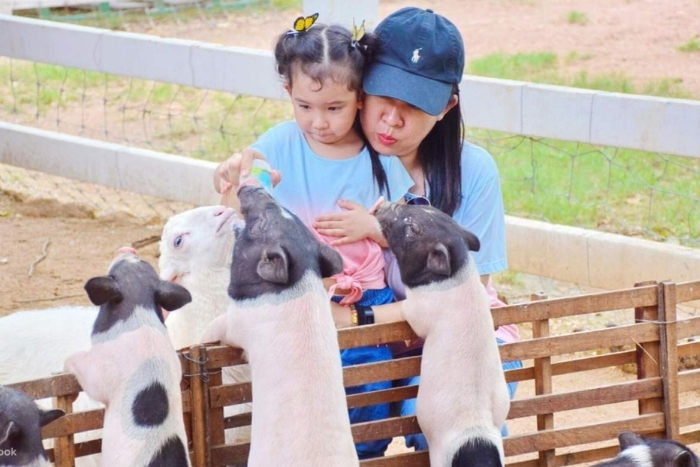 Pattaya Sheep Farm