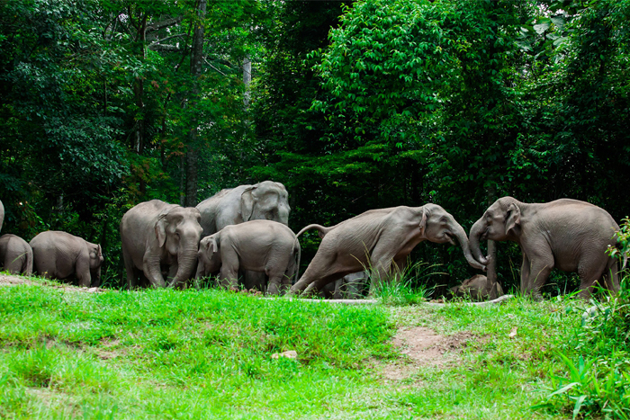 Khao Yai National Park, one of Thailand's largest