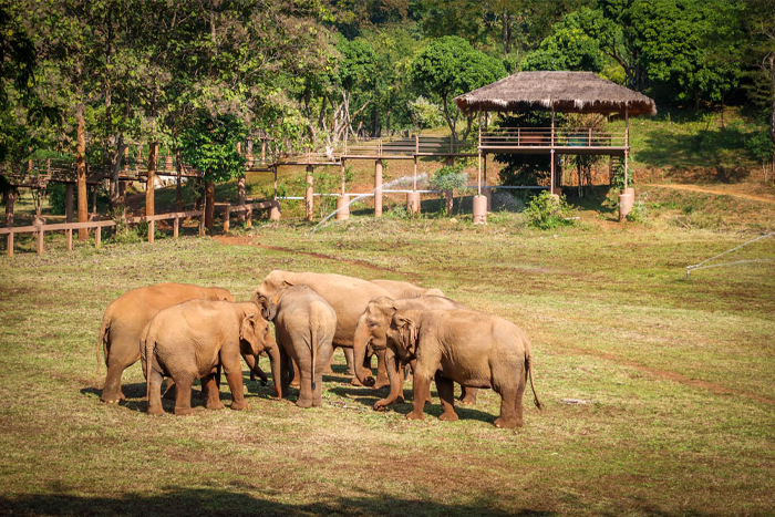 Vistit an ethical elephant sanctuary in Chiang Mai