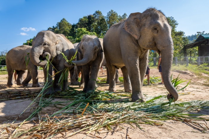 Elephant Sanctuary, top thing to see in Chiang Mai