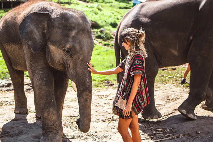 Spending time with elephants is a meaningful activity in Chiang Mai