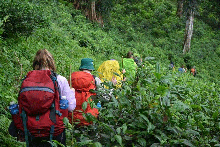 Go trekking to explore the surroundings in Chiang Mai