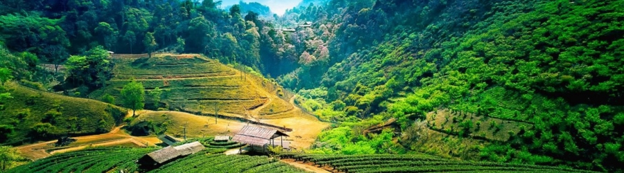What to do in Chiang Mai in April?
