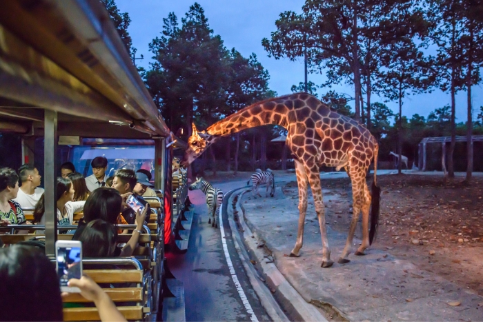 Night view in Chiang Mai Night Safari: another side of Chiang Mai nightlife