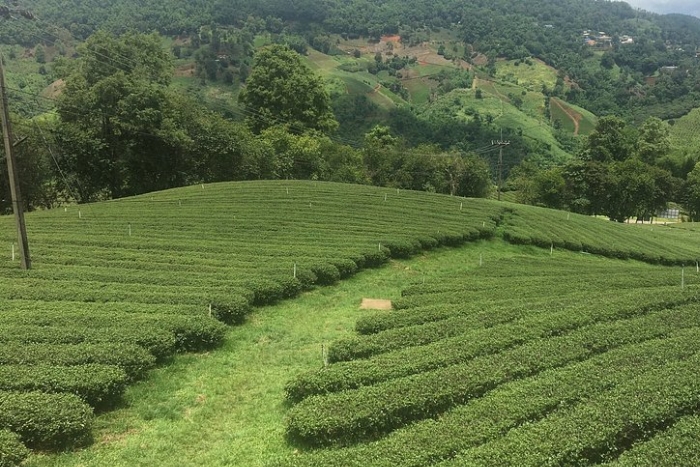 Verdant tea hills of Mae Salong village