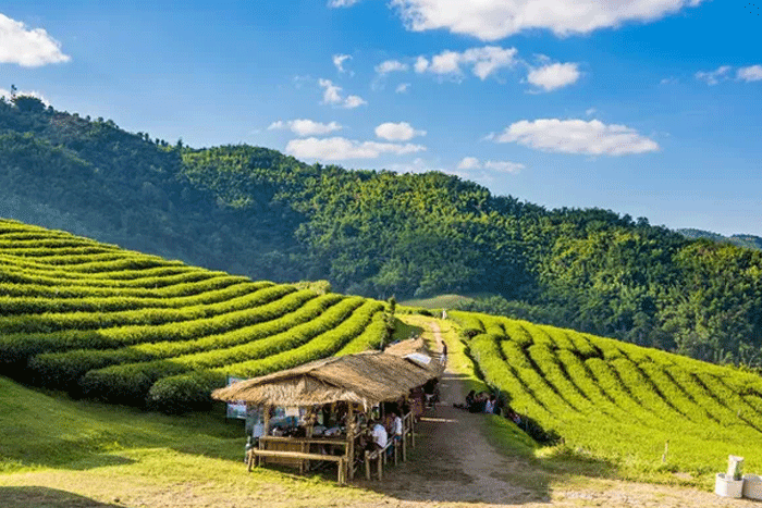 Discover the tea plantations in Doi Mae Salong Chiang Rai