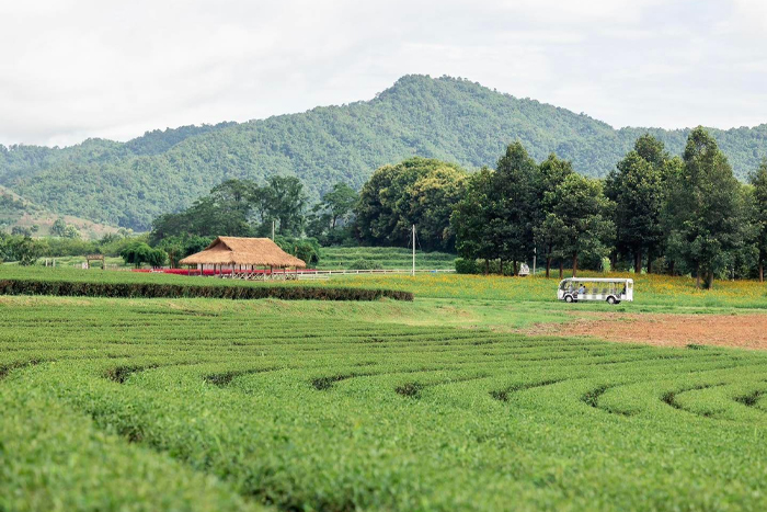 The tea fields at Singha Park Chiang Rai