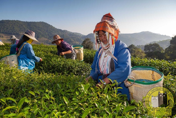 101 Tea Plantation Mae Salong Chiang Rai Thailand