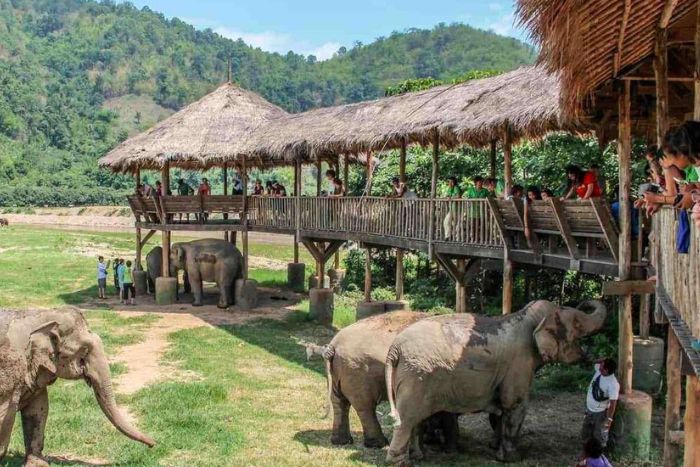 Elephant Nature Park
