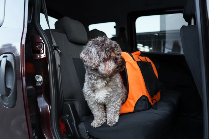 How&lrm; to get around Thailand&lrm; with your&lrm; dog?