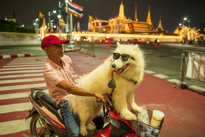 When to visit Thailand with a dog?