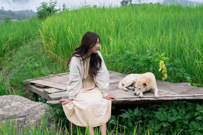 Baan Pa Pong Piang, rice terraces in a Thailand dog friendly itinerary