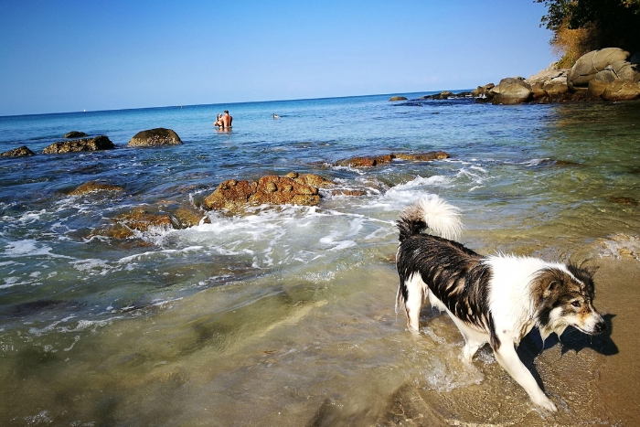 Karon Beach as a highlight of a dog friendly itinerary in Thailand