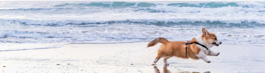 Discover 2-week itinerary with pets in Thailand